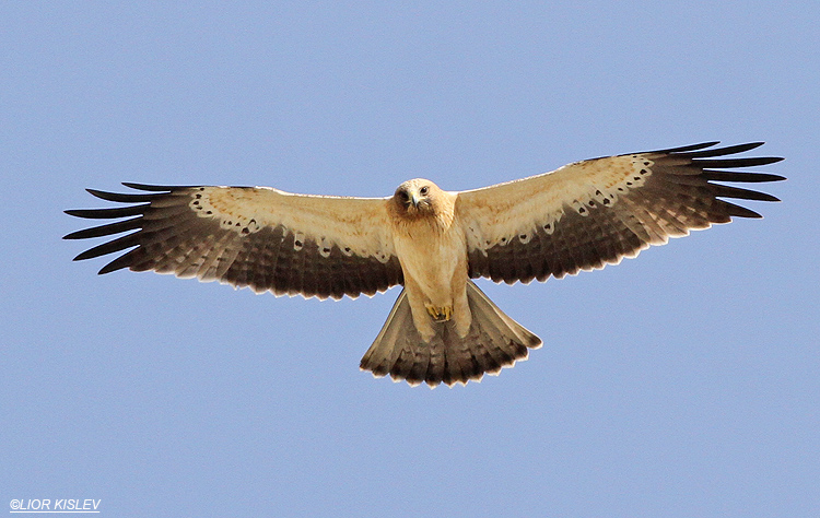 Booted Eagle Hieraaetus pennatus,  Beit Shean valley , Israel 23-10-13. Lior Kislev